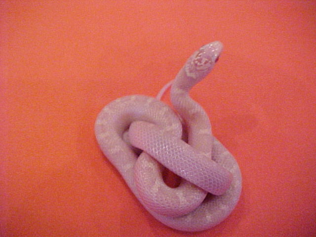 White Sided Snow Brooks Kingsnake
