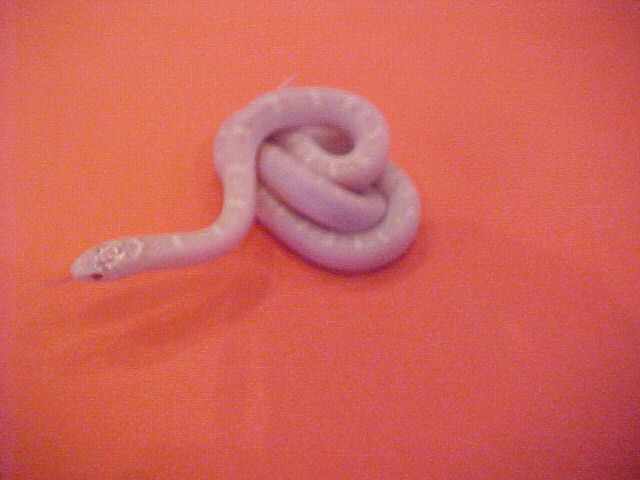 White Sided Snow Brooks Kingsnake