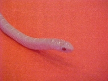 White Sided Snow Brooks Kingsnake