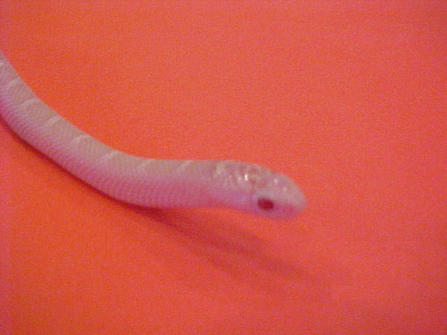 White Sided Snow Brooks Kingsnake