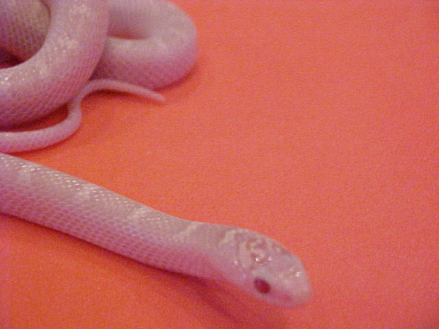 White Sided Snow Brooks Kingsnake