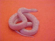 White Sided Snow Brooks Kingsnake