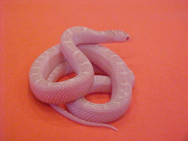White Sided Snow Brooks Kingsnake