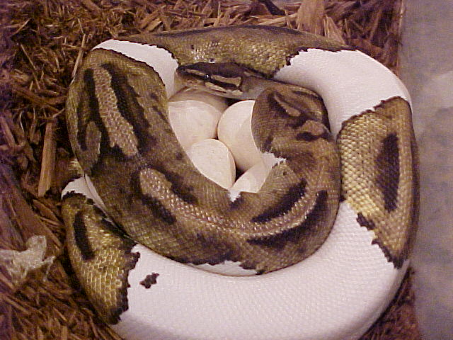 PIED X PIED EGGS