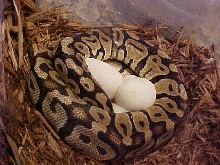PASTEL FEMALE X PINSTRIP EGGS