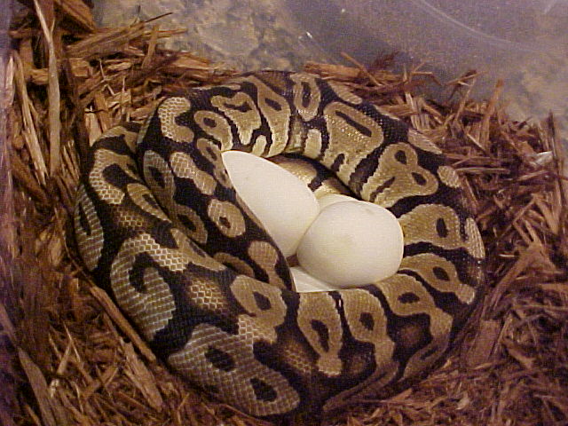 PASTEL FEMALE X PINSTRIP EGGS