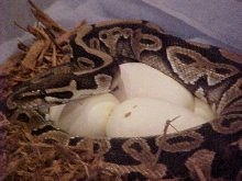 HET GHOST X GHOST  EGGS
