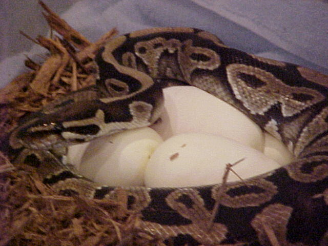 HET GHOST X GHOST  EGGS