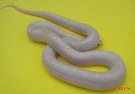 SNOW WHITE-SIDED BROOKS KINGSNAKE