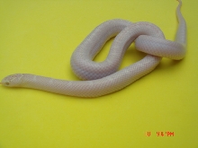 SNOW WHITE-SIDED BROOKS KINGSNAKE