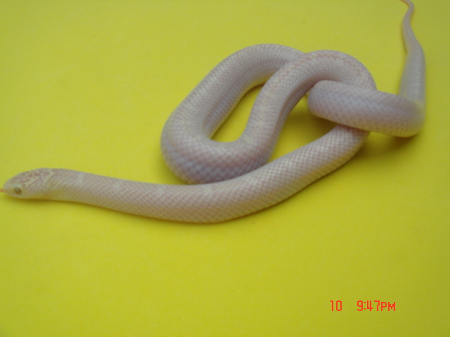 SNOW WHITE-SIDED BROOKS KINGSNAKE