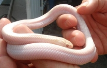 SNOW WHITE-SIDED BROOKS KINGSNAKE