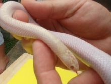 SNOW WHITE-SIDED BROOKS KINGSNAKE
