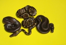 BLACK PASTEL X CINNAMON PASTEL RESULTS
