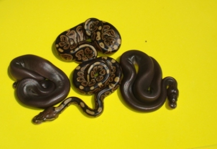 BLACK PASTEL X CINNAMON PASTEL RESULTS