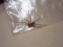??? WOLF SPIDER ????