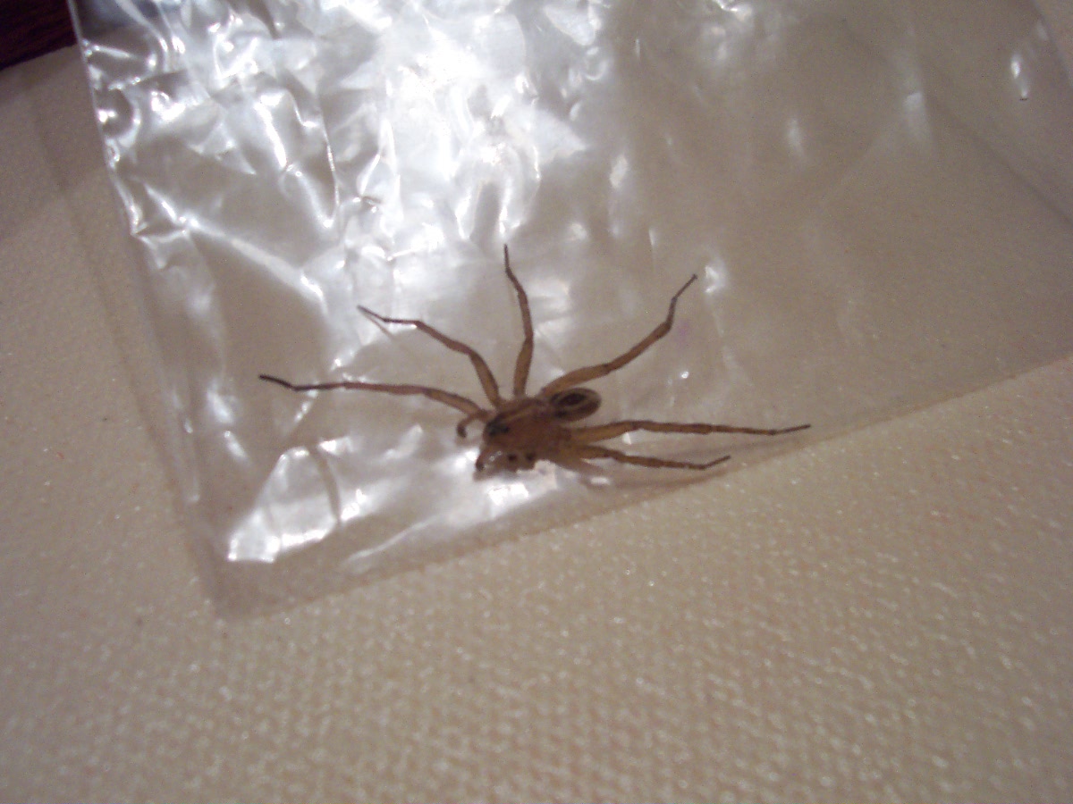 ??? WOLF SPIDER ????