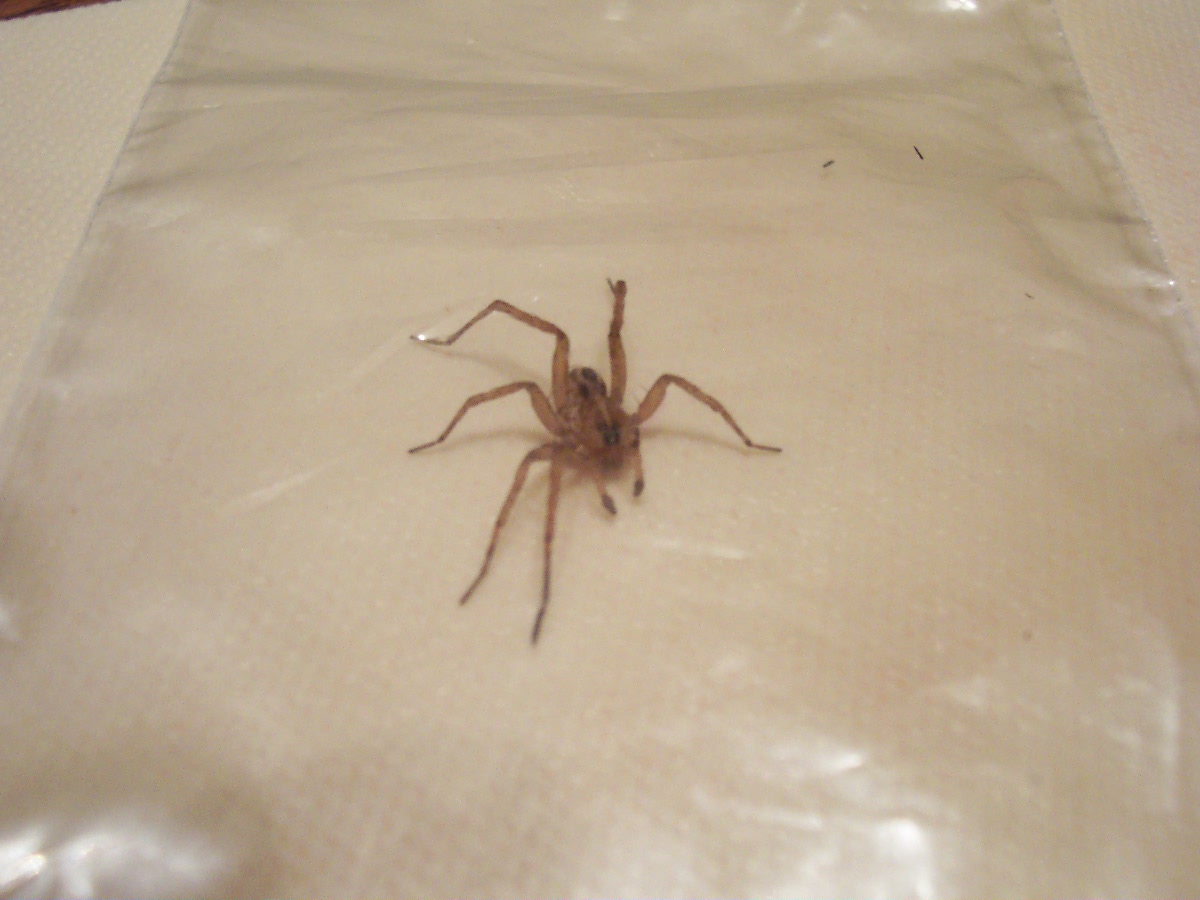 IS THIS A WOLF SPIDER???????????????