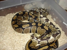 DERMA  BREEDING 01