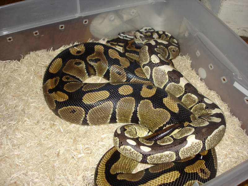 DERMA  BREEDING 01