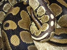 DERMA BREEDING 02