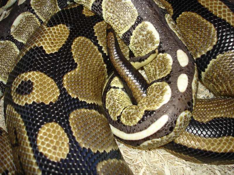 DERMA BREEDING 02