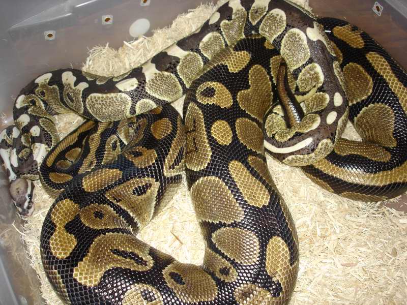 DERMA  BREEDING  ID#NRMF077