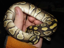 MOJAVE1