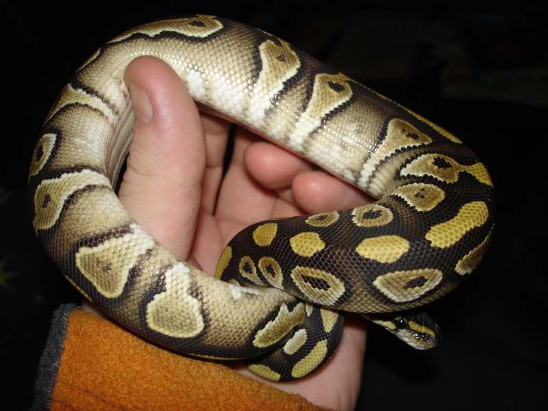 MOJAVE1