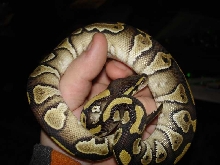 MOJAVE2