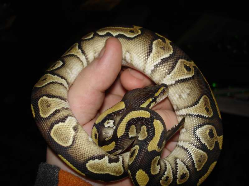 MOJAVE2