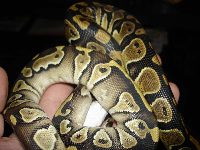 MOJAVE3