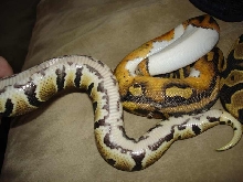 HET PIED