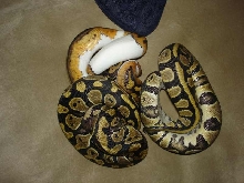 PIED AND HET