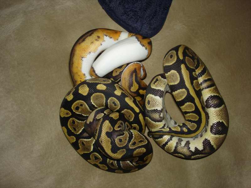 PIED AND HET