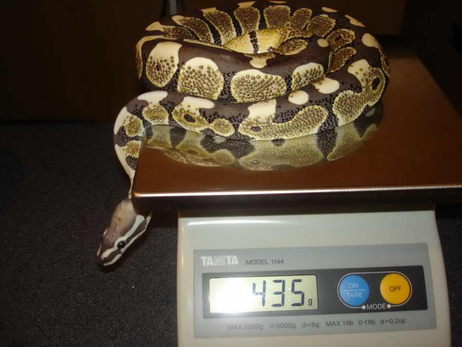 DERMA GETTING WEIGHED