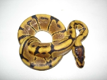 WICKED WOMA