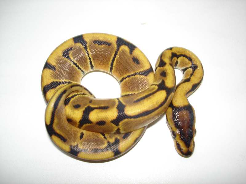 WICKED WOMA
