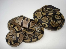 AXANTHICS
