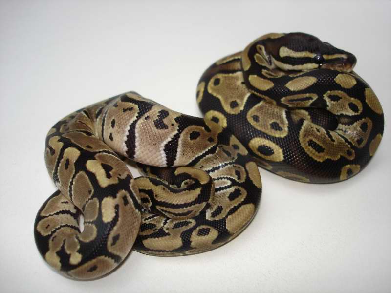AXANTHICS
