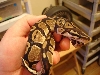 AXANTHIC