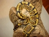 BENGAL FEMALE
