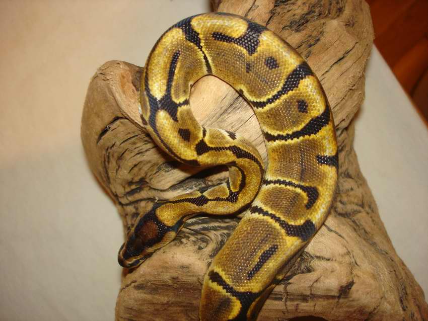 BENGAL FEMALE