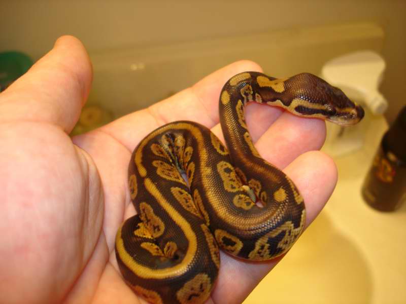 PICASSO FEMALE2