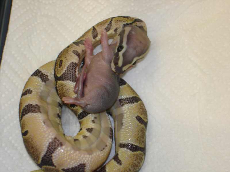 DERMA CHOWING DOWN THE GOODS