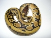 HARLEQUIN FEMALE