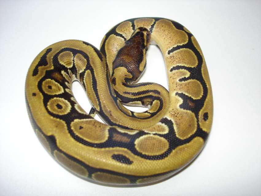 HARLEQUIN FEMALE