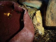 Rhaki laying a couple eggs (Painful!)
