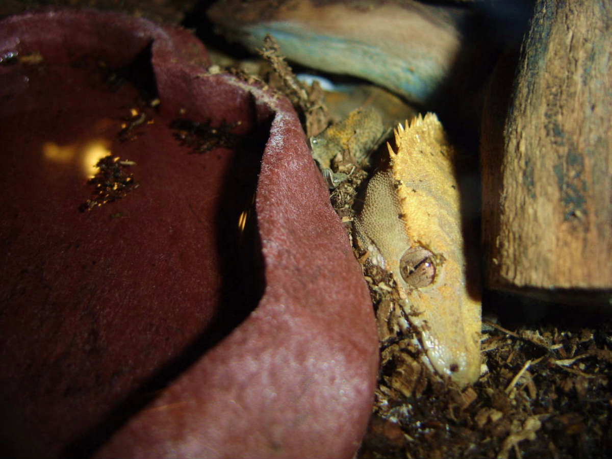 Rhaki laying a couple eggs (Painful!)