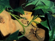 Tiger hidding